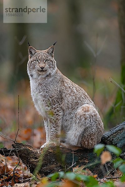 Luchs  (Lynx lynx)  sitzend  captive  Deutschland  Europa