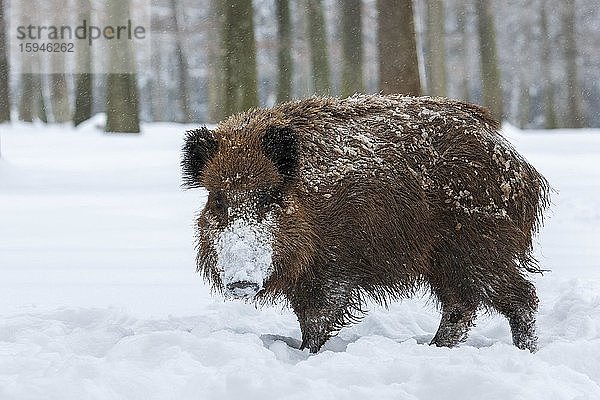 Wildschwein (Sus scrofa) im Schnee am Waldrand  Baden-Württemberg  Deutschland  Europa
