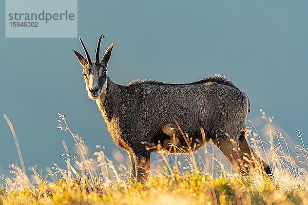 Gämse  (Rupicapra rupicapra) steht im Gras  Vogesen  Frankreich  Europa