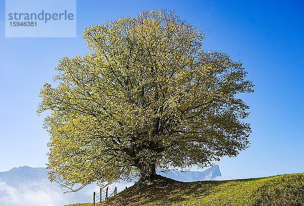 Linde (Tilia)  Solitärbaum  Mondsee  Oberösterreich  Österreich  Europa