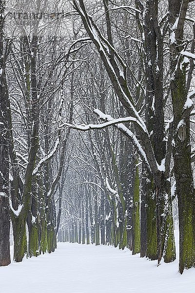 Verschneite Allee mit Kastanienbäumen  Rosensteinpark  Stuttgart  Baden-Württemberg  Deutschland  Europa