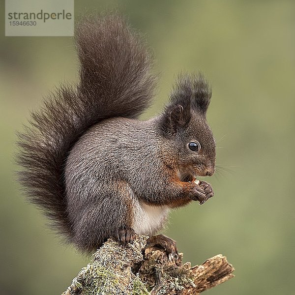 Eichhörnchen (Sciurus vulgaris) sitzt auf bemoostem Totholz und knabbert an Nuss  Tirol  Österreich  Europa