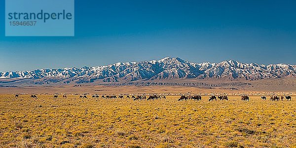 Kamelherde  Trampeltiere (Camelus bactrianus) in der Steppe vor verschneiter Gebirgskette  Provinz Bayankhongor  Mongolei  Asien