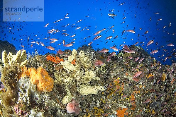 Tiefes Korallengestein und Mittelmeer Fahnenbarsche (Anthias anthias)  Mittelmeer  Korsika