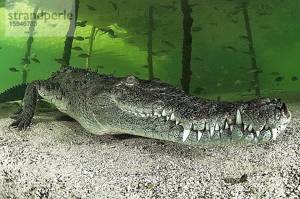 Spitzkrokodil (Crocodylus acutus)  Queen National Marine Park  Kuba  Mittelamerika