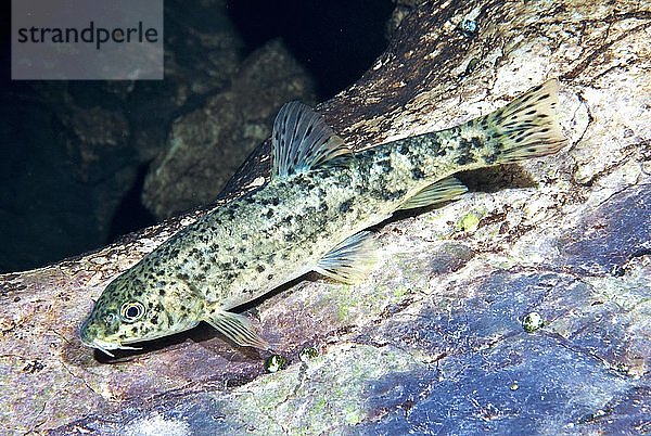 Wiederaufleben der Mittelmeerbarbe (Barbus meridionalis)  Font Estramar  Frankreich  Europa