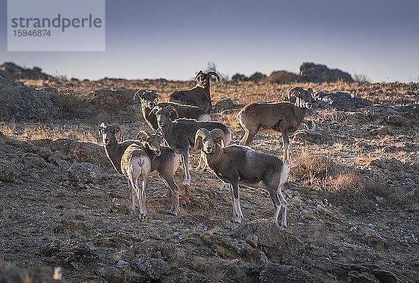 Herde mit Mongolischen Dickhornschafen (Ovis canadensis) an felsigem Berghang  Provinz Dornogobi  Mongolei  Asien