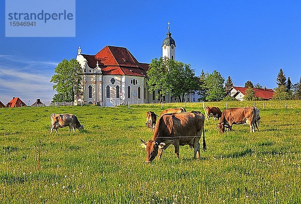 Weide mit Kühen vor der Wallfahrtskirche  Wieskirche  Steingaden  Romantische Straße  Pfaffenwinkel  Oberbayern  Bayern  Deutschland  Europa
