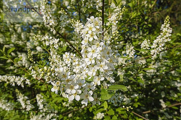 Gewöhnliche Traubenkirsche (Prunus padus)  Blüten am Ast  Bayern  Deutschland  Europa