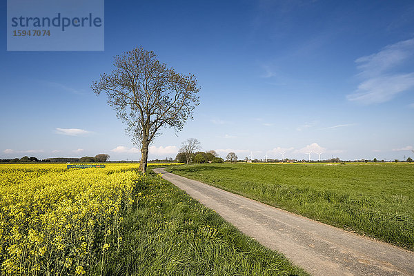 Rapsfeld  Neuendeich  KreisPinneberg  Schleswig-Holstein  Deutschland  Europa