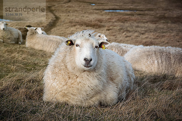Schafe auf einer Salzwiese  Sylt  Schleswig-Holstein  Deutschland  Europa