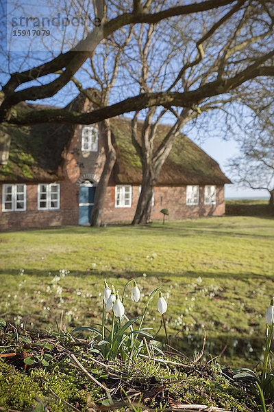 Schneeglöckchen und Reetdachhaus  Keitum  Sylt  Schleswig-Holstein  Deutschland  Europa