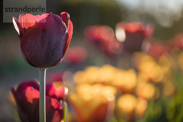 Tulpe im Tulpenfeld  Schleswig-Holstein  Deutschland  Europa