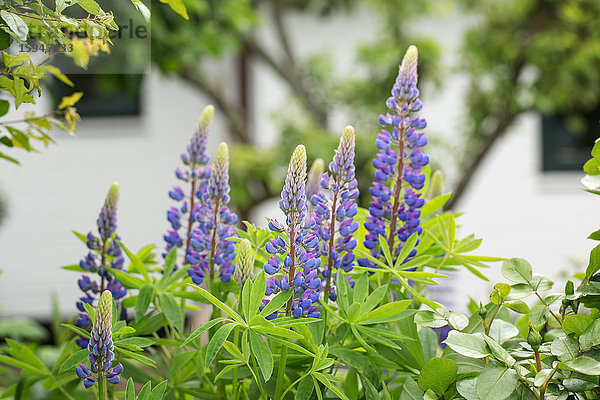 Lupinen im Garten  Keitum  Sylt  Schleswig-Holstein  Deutschland  Europa