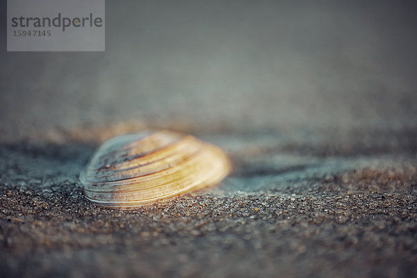 Brandungsmuschel im Sand  Sylt  Schleswig-Holstein  Deutschland  Europa