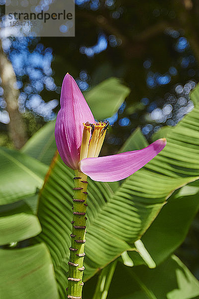 Pinke Blüte einer Bananenpflanze  Musea  Oahu  Hawaii  USA