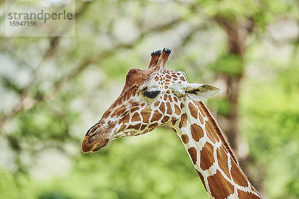 Netzgiraffe  Giraffa camelopardalis reticulata  Hawaii  USA