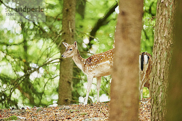 Damhirsch  Dama dama  im Wald  Bayern  Deutschland  Europa