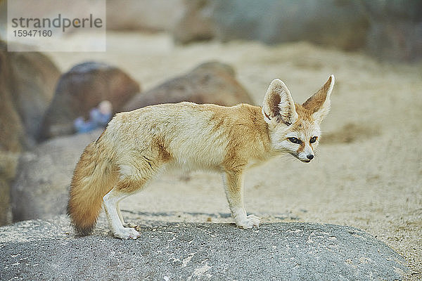 Wüstenfuchs  Vulpes zerda  in der Wüste  Hawaii  USA