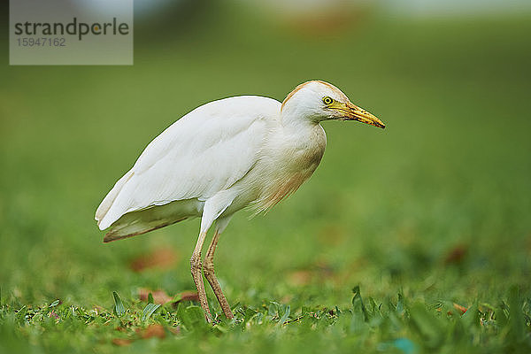 Kuhreiher  Bubulcus ibis  auf einer Wiese  Oahu  Hawaii  USA