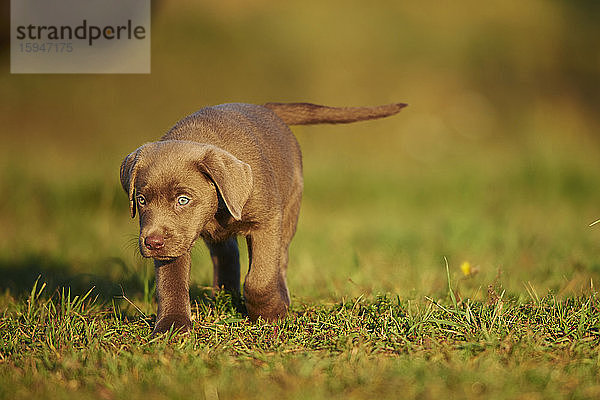 Labradorwelpe auf einer Wiese  Deutschland  Europa