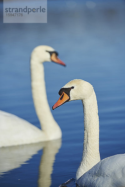 Zwei Höckerschwäne  Cygnus olor  auf einem See  Franken  Bayern  Deutschland  Europa