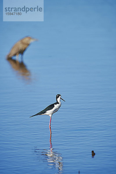 Stelzenläufer  Himantopus himantopus  im See  Oahu  Hawaii  USA