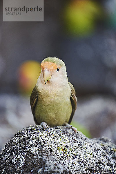 Fischer's Unzertrennliche  Agapornis fischeri  auf einer Bank sitzend  Hawaii  USA