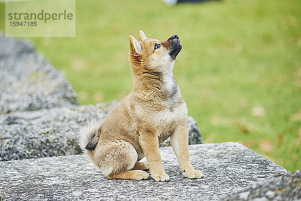 Shiba auf einer Wiese  Bayern  Deutschland  Europa