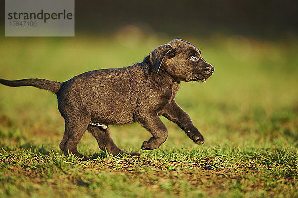 Labradorwelpe auf einer Wiese  Deutschland  Europa