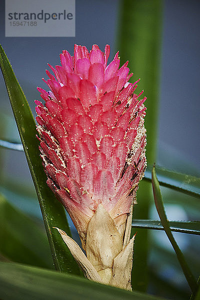 Pinke Blüte von Ingwer  Zingiber officinale  Oahu  Hawaii  USA