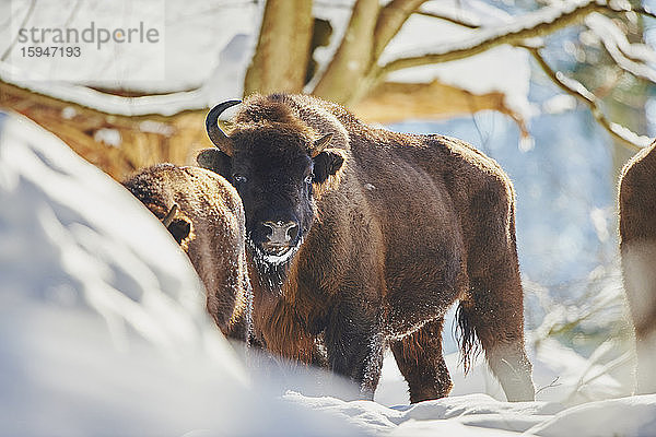 Europäischer Wisent  Bison bonasus  im Schnee  Nationalpark Bayerischer Wald  Bayern  Deutschland  Europa