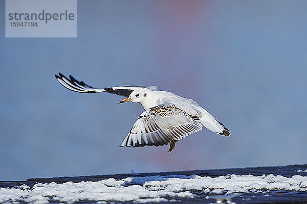 Lachmöwe  Chroicocephalus ridibundus  im Winter  Franken  Bayern  Deutschland  Europa