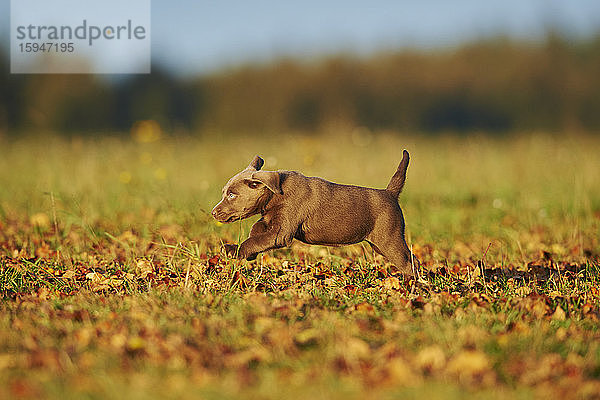 Labrador-Welpe auf einer Wiese  Deutschland  Europa