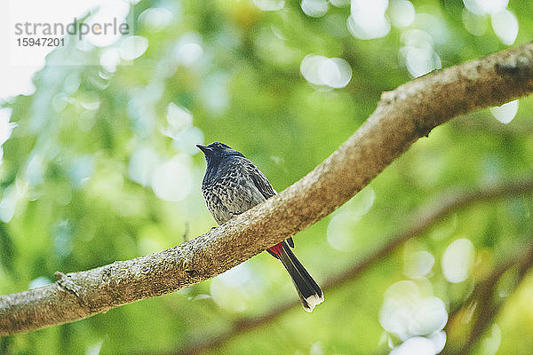 Rußbülbül  Pycnonotus cafer  auf einem Ast  Oahu  Hawaii  USA