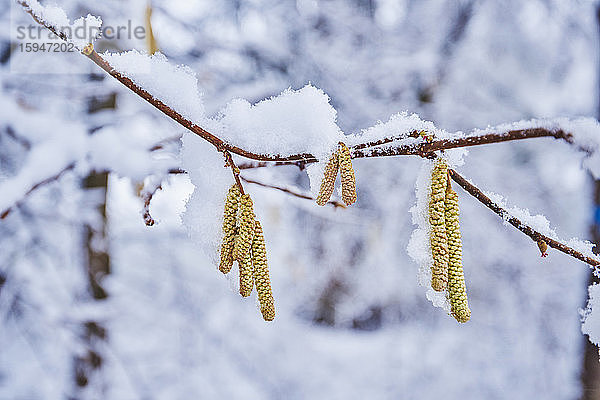 Gemeine Hasel  Corylus avellana  im Winter  Bayern  Deutschland  Europa