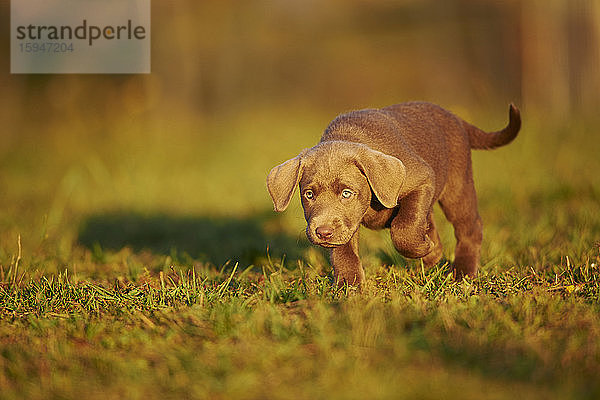 Labradorwelpe auf einer Wiese  Deutschland  Europa