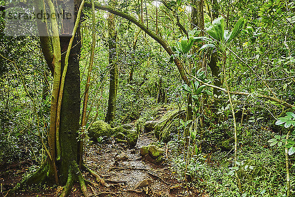Lulumahu trail  Honolulu Watershed Forest Reserve  Oahu  Hawaii  USA
