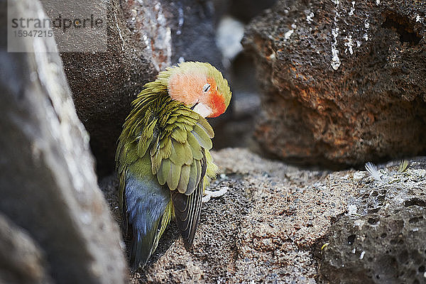 Fischer's Unzertrennliche  Agapornis fischeri  auf einer Bank sitzend  Hawaii  USA