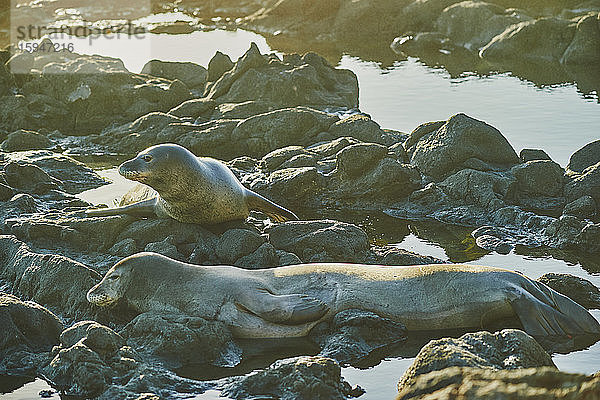 Kalifornische Seelöwen  Zalophus californianus  Keawaula Beach  Oahu  Hawaii  USA