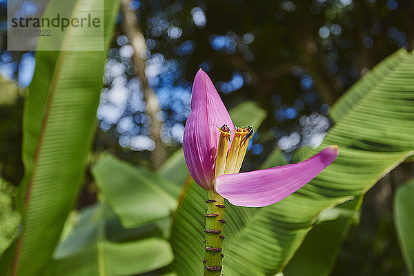 Pinke Blüte einer Bananenpflanze  Musea  Oahu  Hawaii  USA