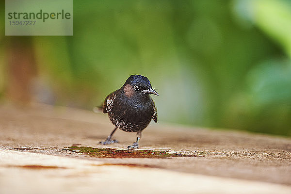 Rußbülbül  Pycnonotus cafer  auf einem Felsen  Oahu  Hawaii  USA