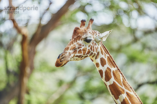 Netzgiraffe  Giraffa camelopardalis reticulata  Hawaii  USA