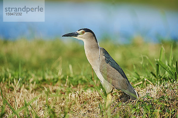 Nachtreiher  Nycticorax nycticorax  Oahu  Hawaii  USA