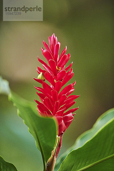 Alpinia purpurata  Oahu  Hawaii  USA