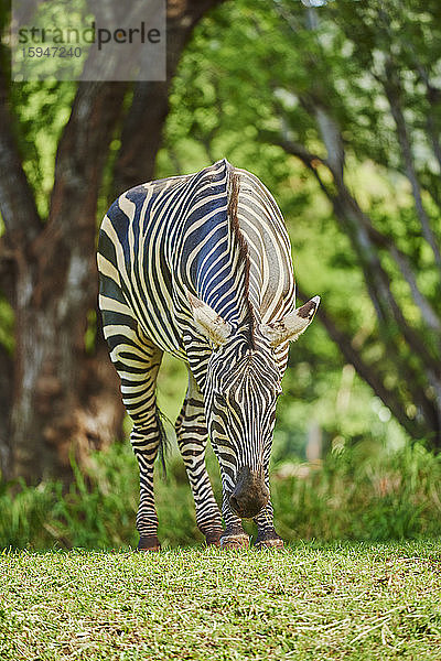 Steppenzebra  Equus quagga  Hawaii  USA