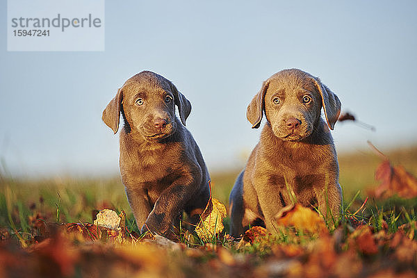 Labradorwelpe auf einer Wiese  Deutschland  Europa