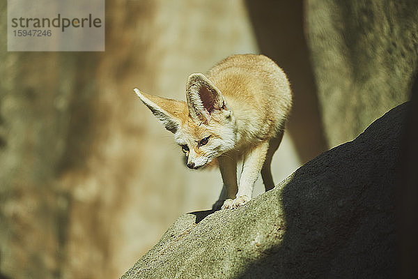 Wüstenfuchs  Vulpes zerda  in der Wüste  Hawaii  USA