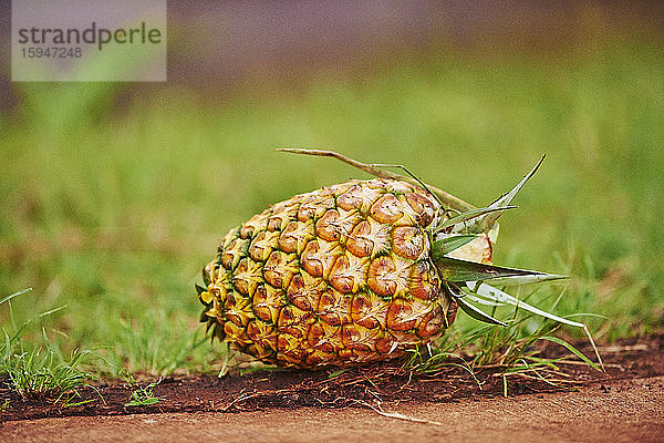 Ananas auf einer Plantage  Oahu  Hawaii  USA