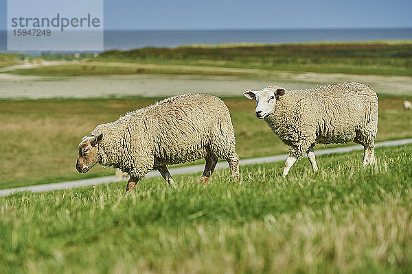 Zwei Schafe  Ovis aries  Ostfriesland  Niedersachsen  Deutschland  Europa